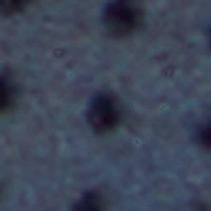 Beachbreeze - Image 9